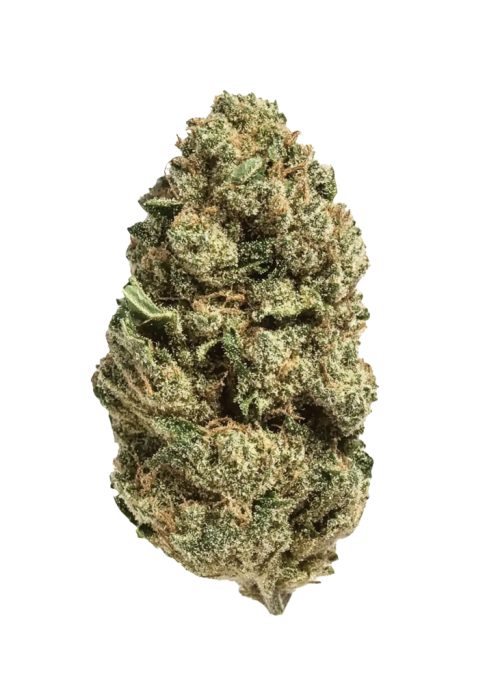 Pink Champagne