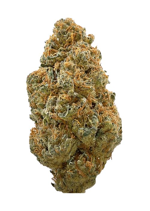 Great White Shark