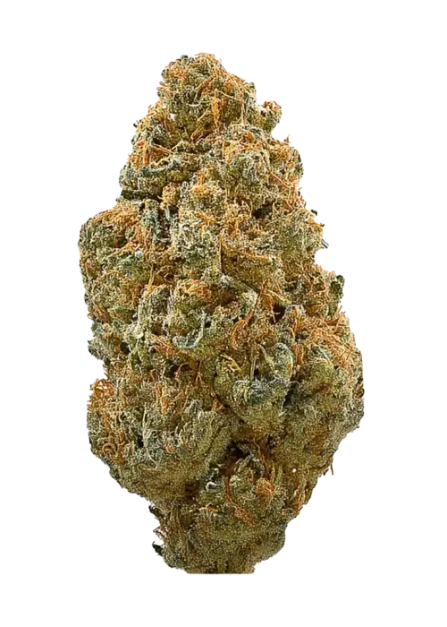 Great White Shark