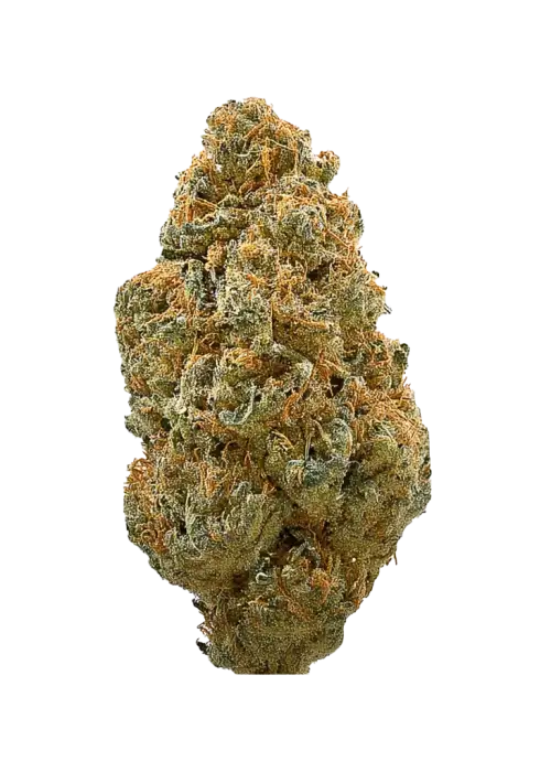 Great White Shark