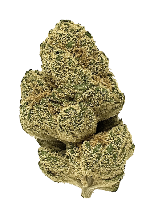 Great White Shark