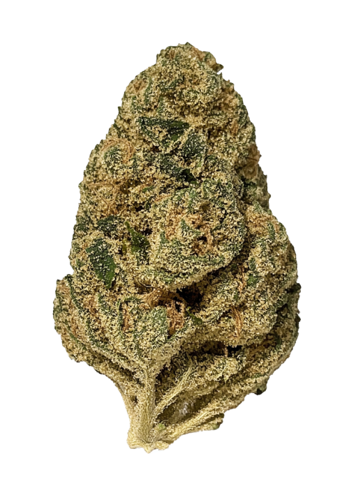 Sensi Star
