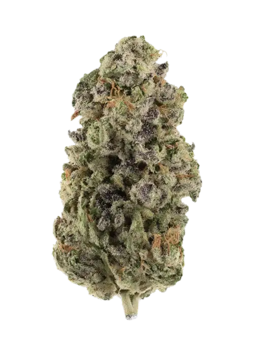 Grape Pie Bx