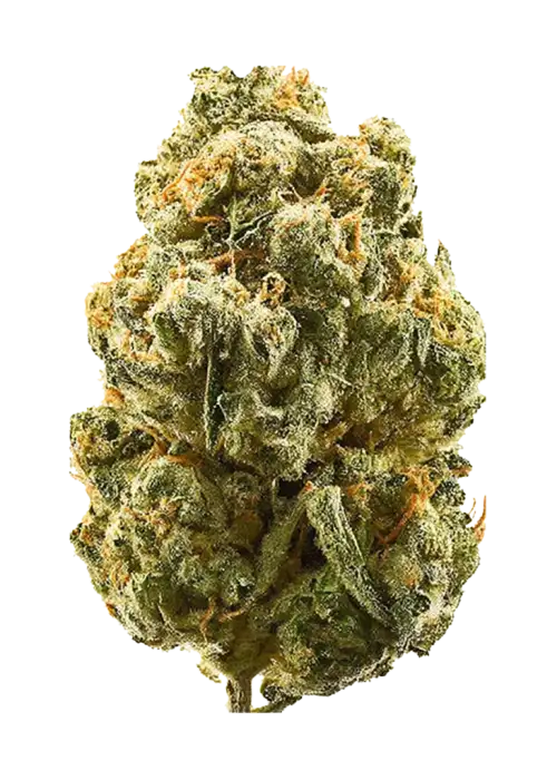 Gelato Cookies