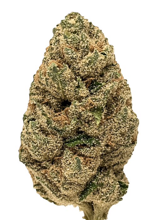 Lato Pop