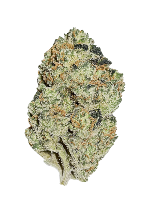 Gator Breath