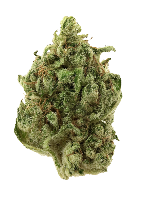 Super Silver Haze