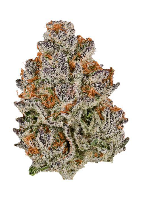 Purple Medusa