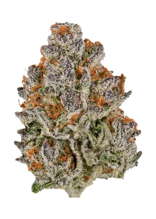 Purple Medusa