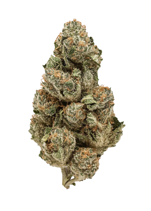 Jack Frost