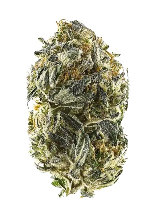 Anesia Scout Cookies