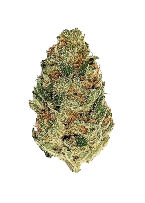Champagne Kush