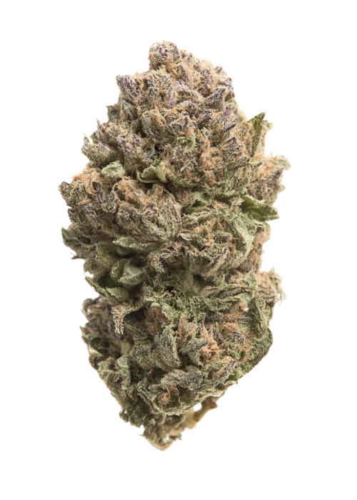Blue Widow