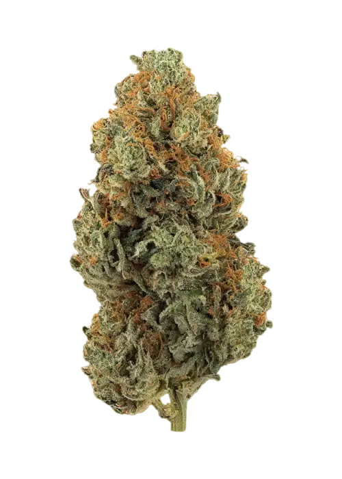 Tutti Frutti