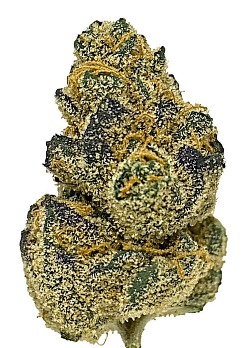 Mango Mintality