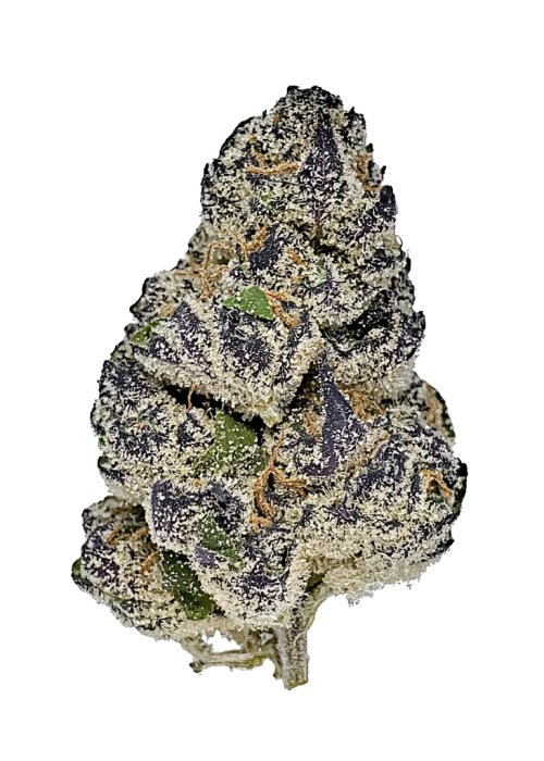 Purple Queen