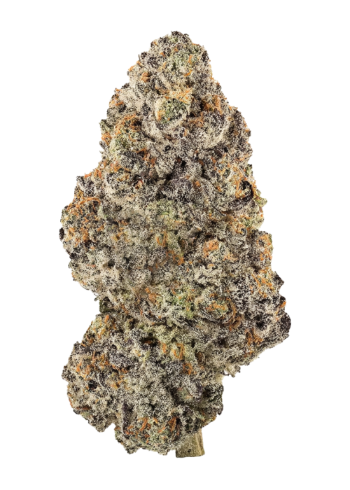 Northern Lights #5