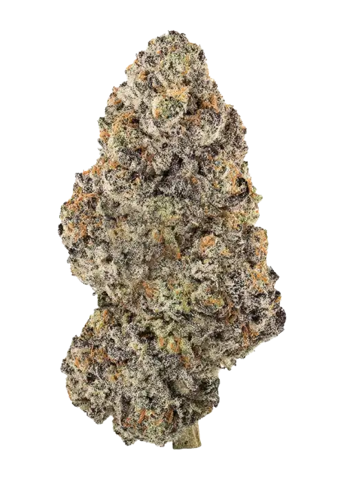 Northern Lights #5
