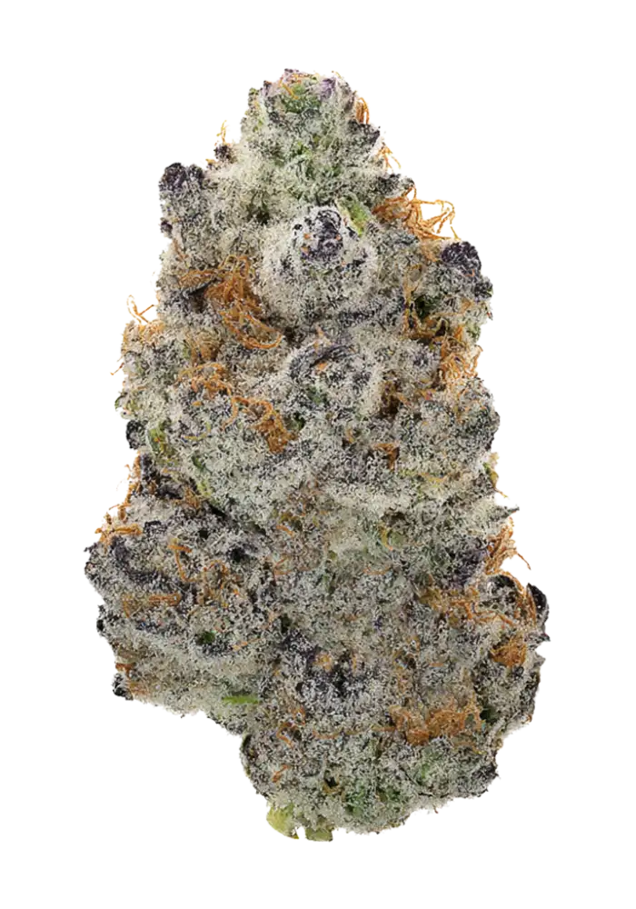 Gelato
