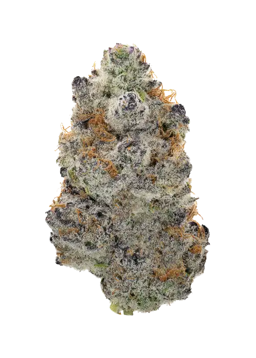 Gelato