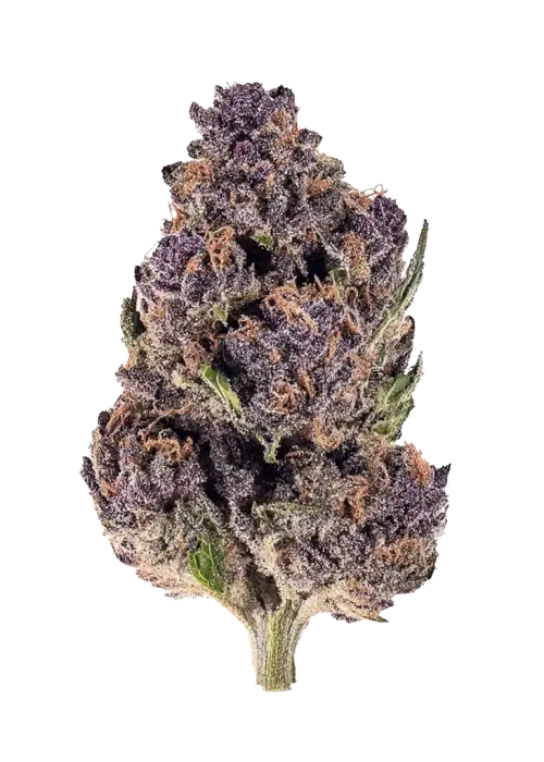 Purple Diesel