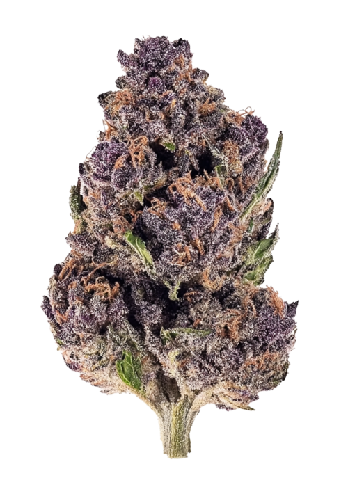 Purple Diesel