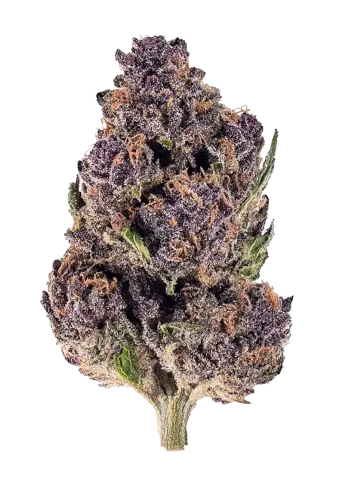 Purple Diesel
