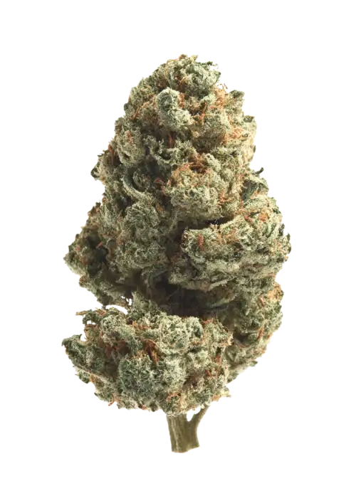 Kali Mist