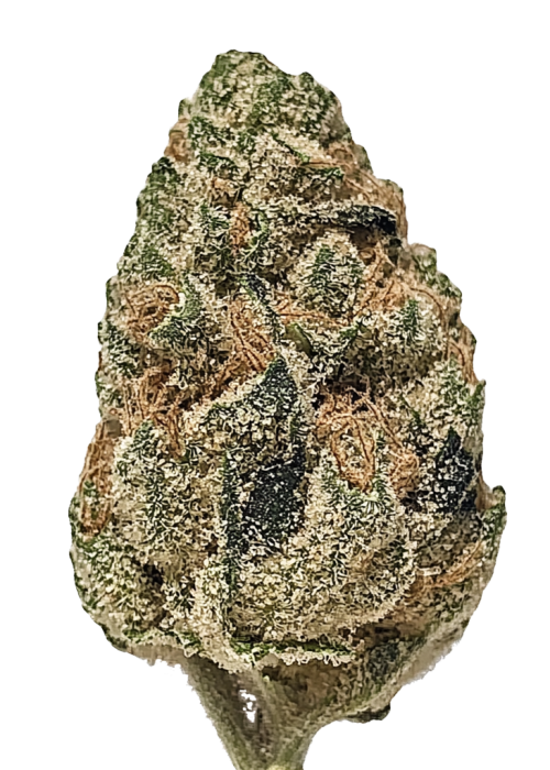 Blueberry Cupcake