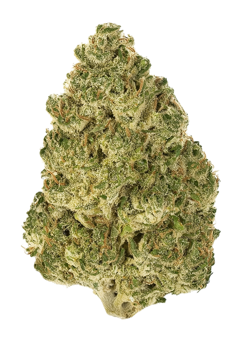 Moulin Rouge OG