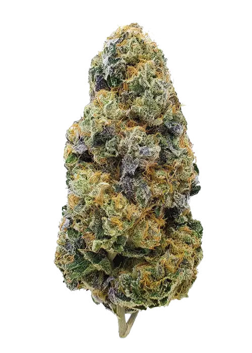 Cherry Chocolate Widow