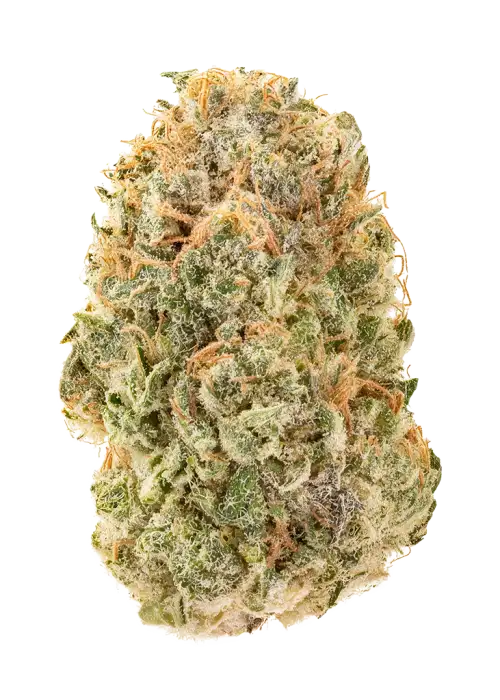 Lemon Sherbet by KC Brains