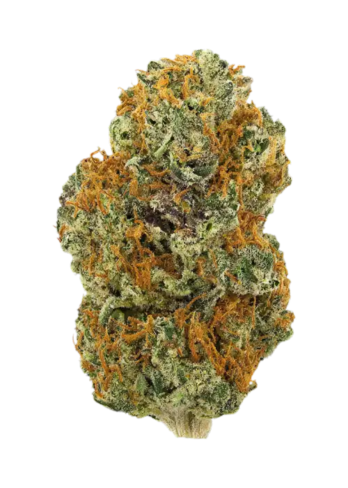 Legend Orange Apricot