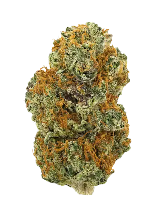 Legend Orange Apricot