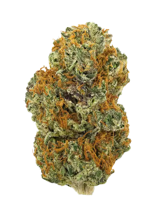 Legend Orange Apricot