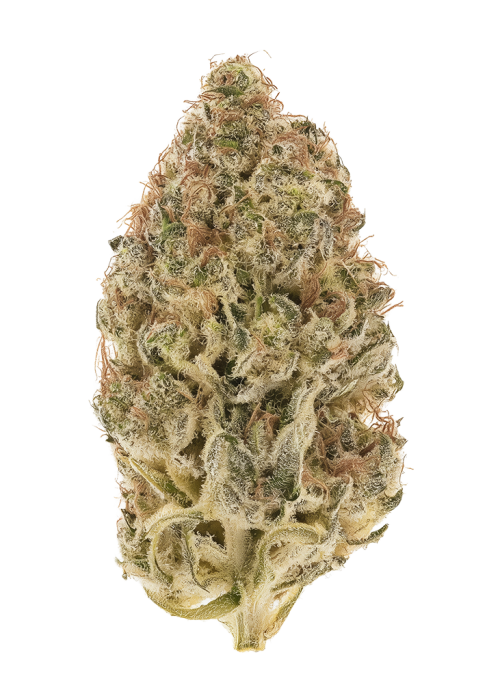 Honey Tree