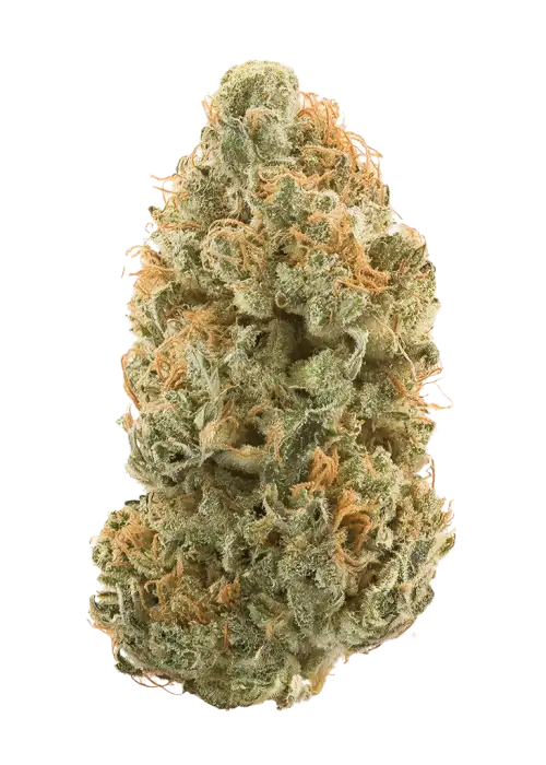 Paradise OG