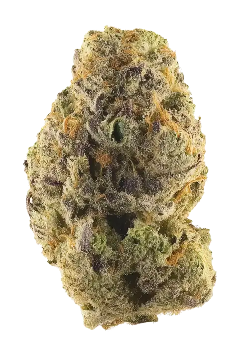 Black Scotti