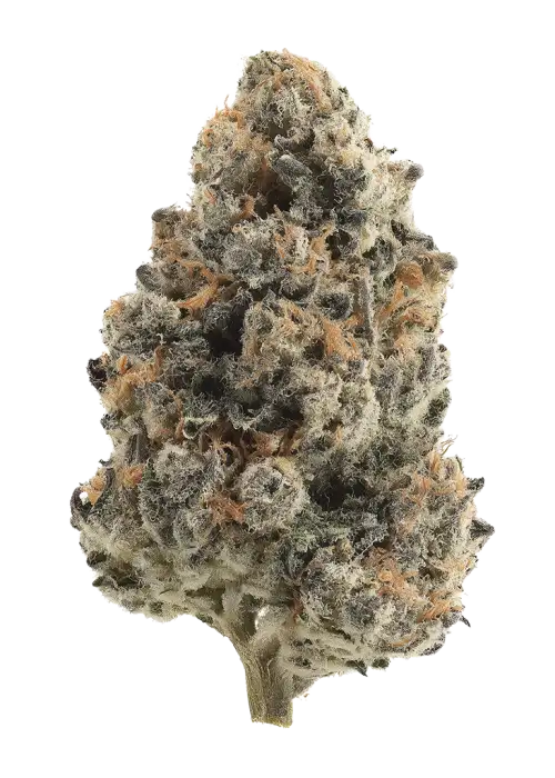 Guava Berry