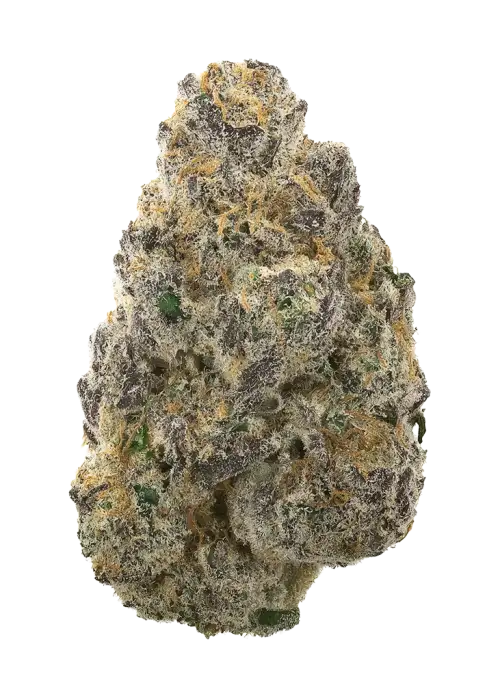 Puppy Breath by The Bakery Genetics