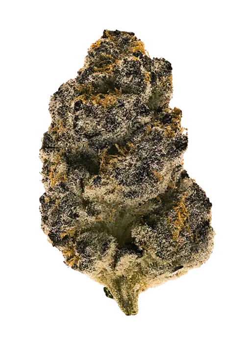 Cream Pie
