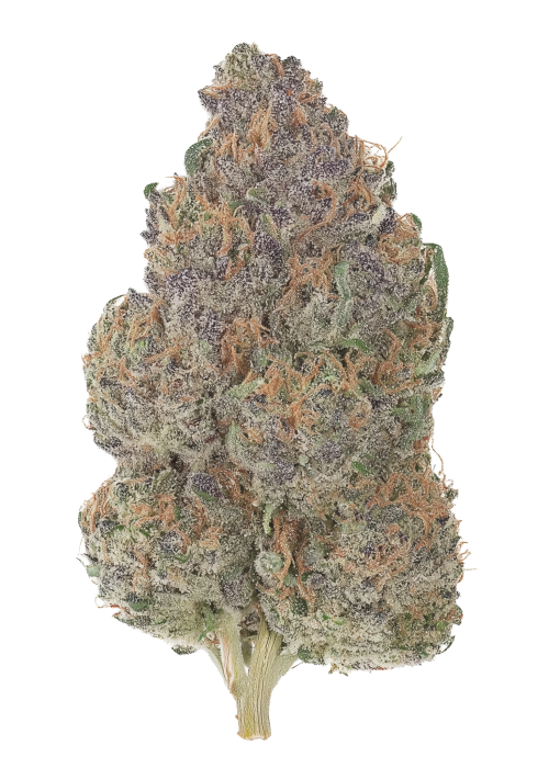 Florida Purple