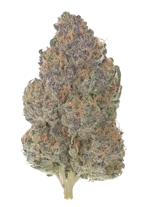 Florida Purple