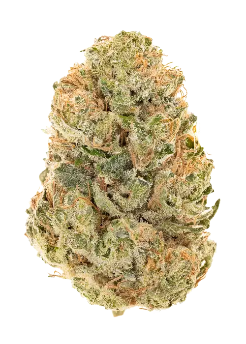 Portobello Kush