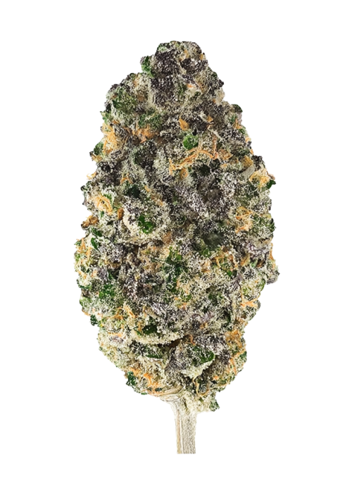 Jealousy Z XL Auto