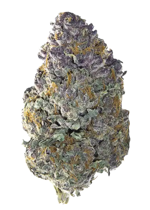 Papaya Zoap F1 Fast Version