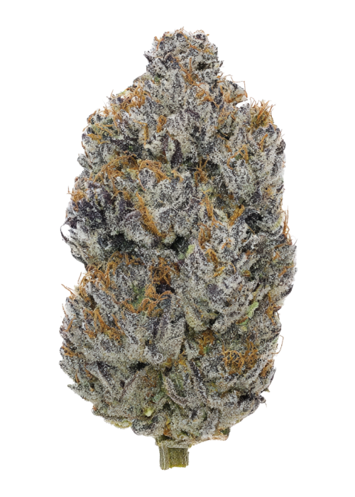 Purple Mango