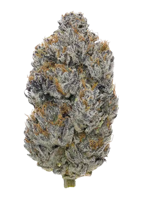 Purple Mango
