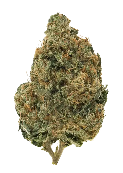 Detroit Diesel