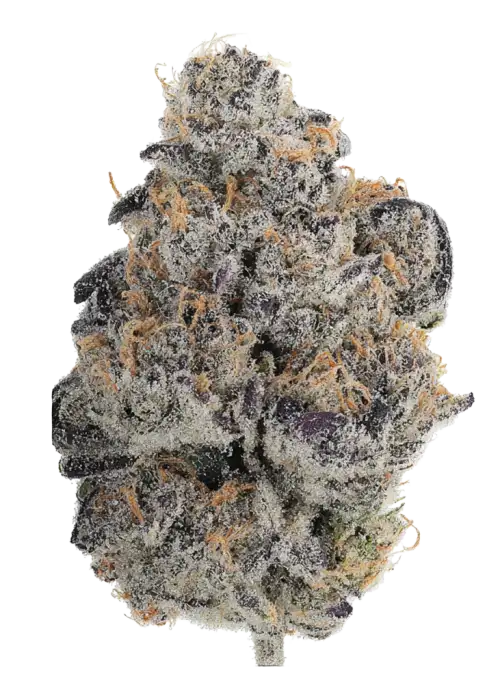 Sweet Mandarine Z F1 Fast version